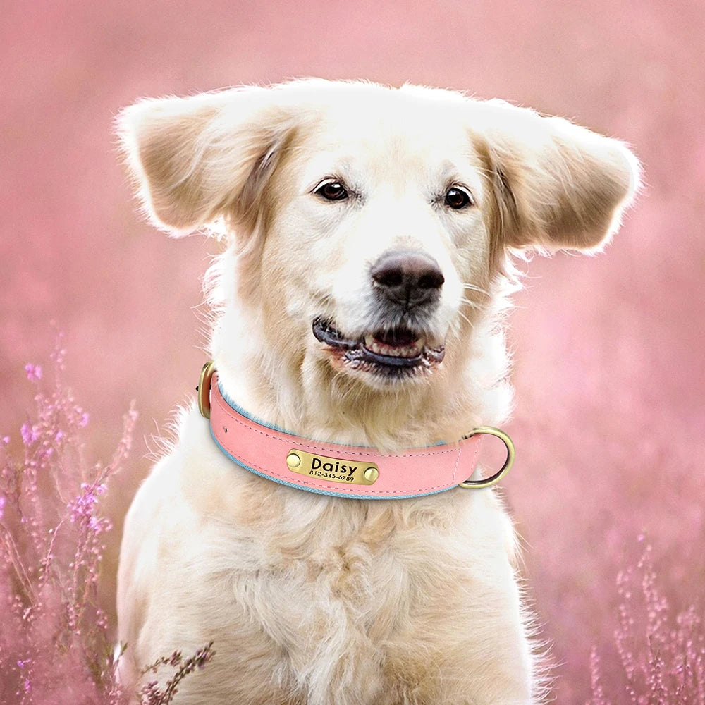 Collier en cuir personnalisé pour chien – Rembourré et réglable, avec gravure gratuite | Disponible pour les chiens de petite, moyenne et grande taille