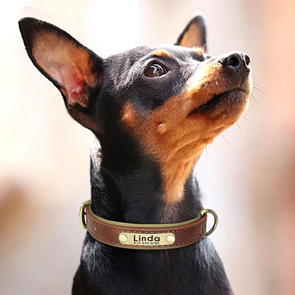 Collier en cuir personnalisé pour chien – Rembourré et réglable, avec gravure gratuite | Disponible pour les chiens de petite, moyenne et grande taille